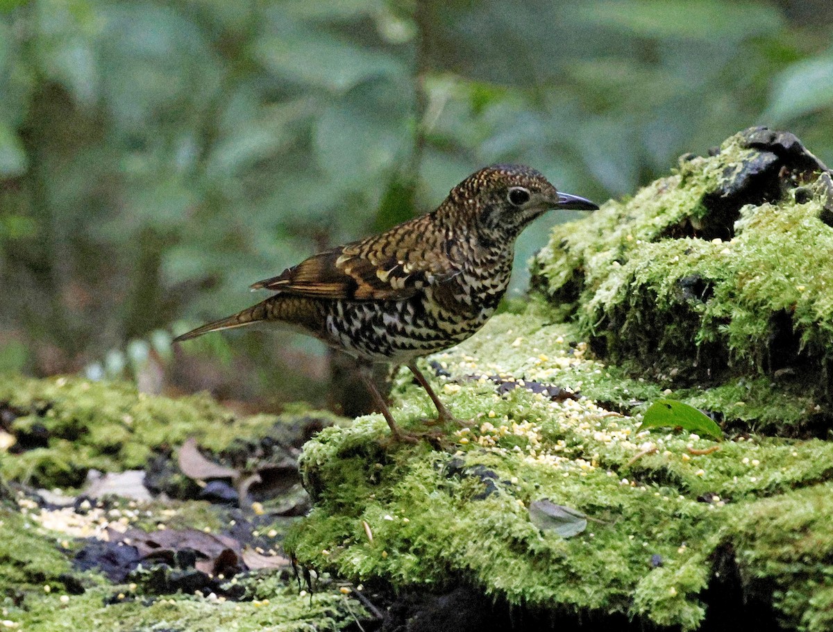 Scaly Thrush - ML624630899