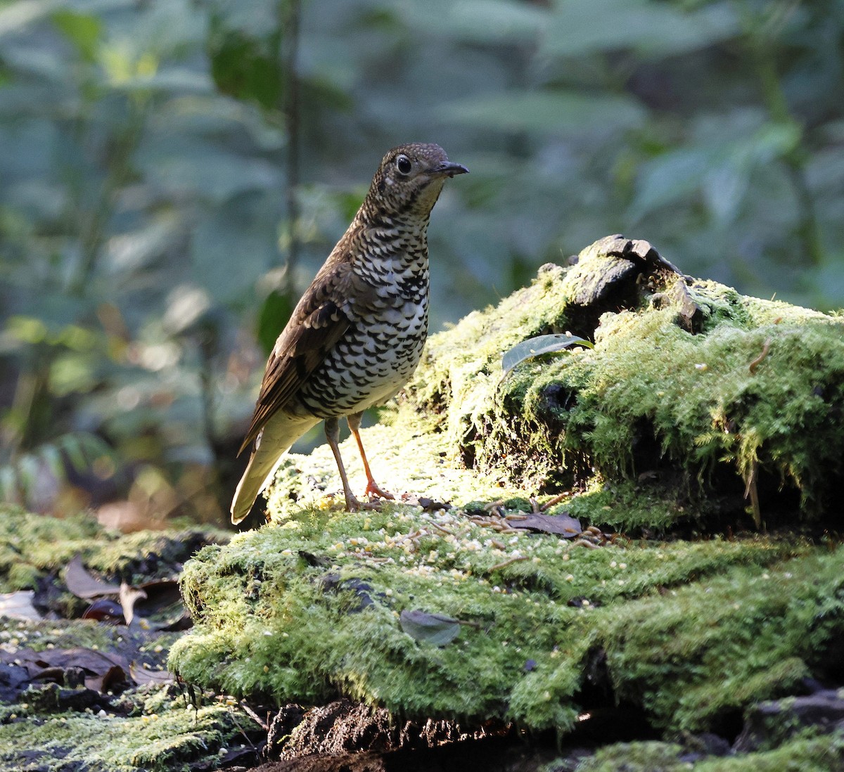 Scaly Thrush - ML624630900