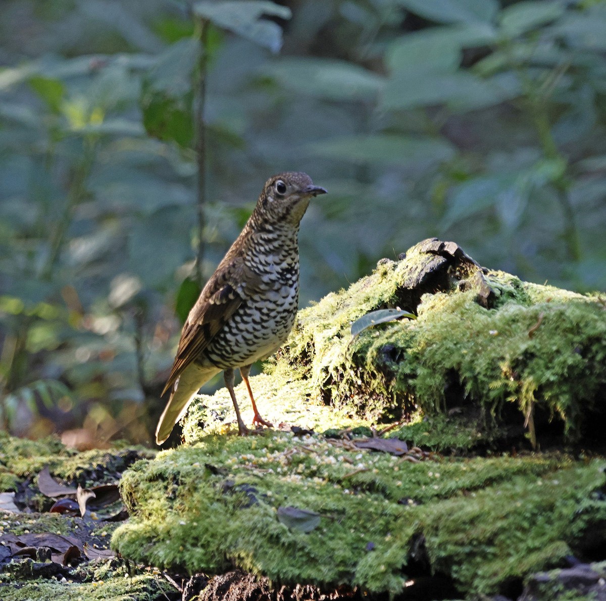 Scaly Thrush - ML624630901