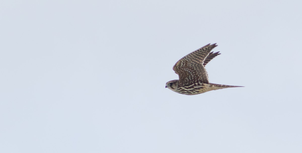 Merlin - ML624630940