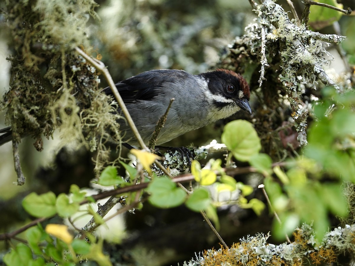 Northern Slaty Brushfinch - Carlos Ulate