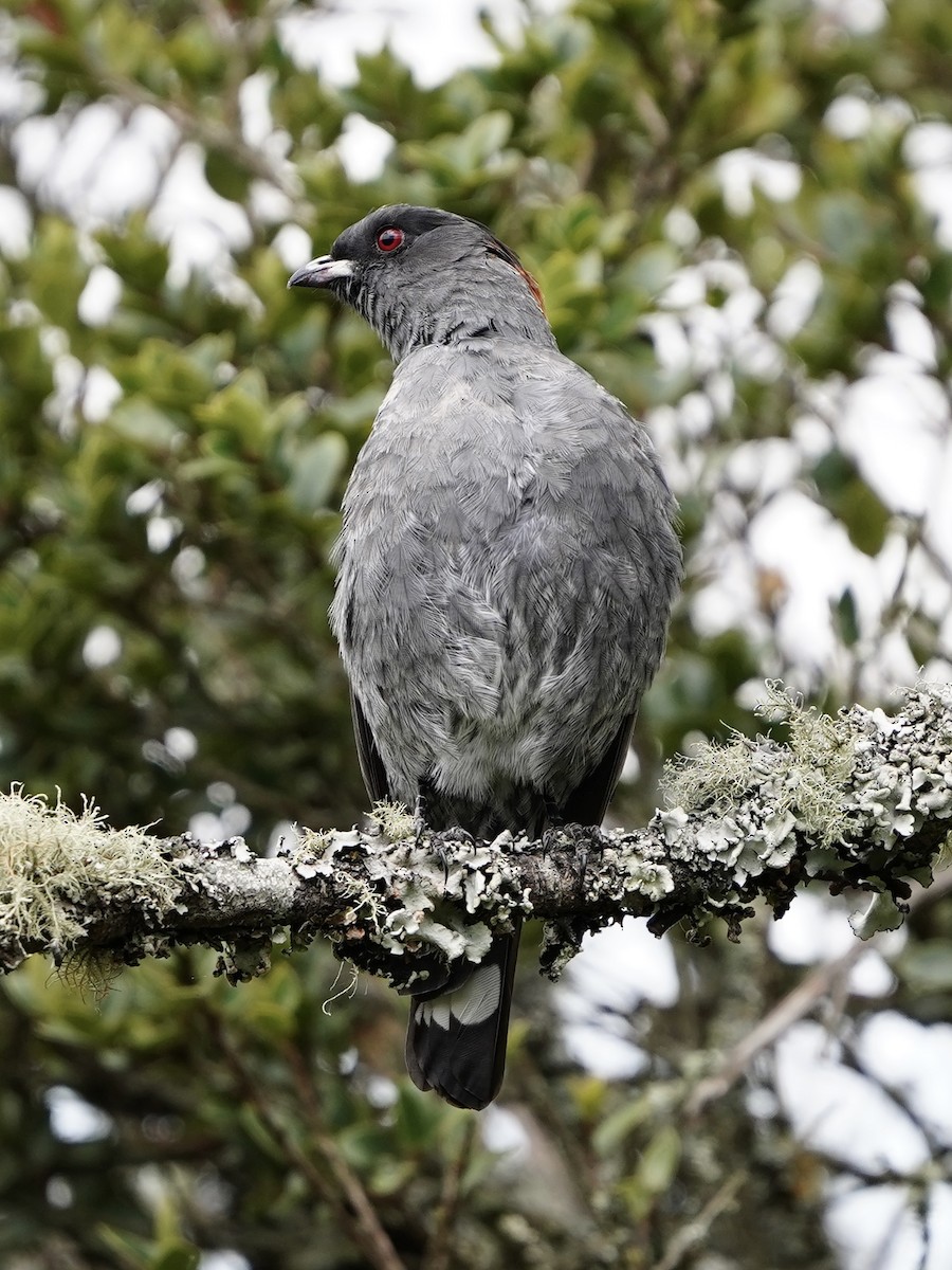 Red-crested Cotinga - Carlos Ulate