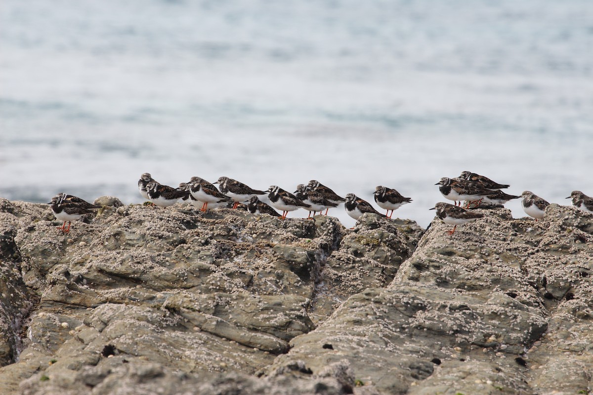 Ruddy Turnstone - ML624631302