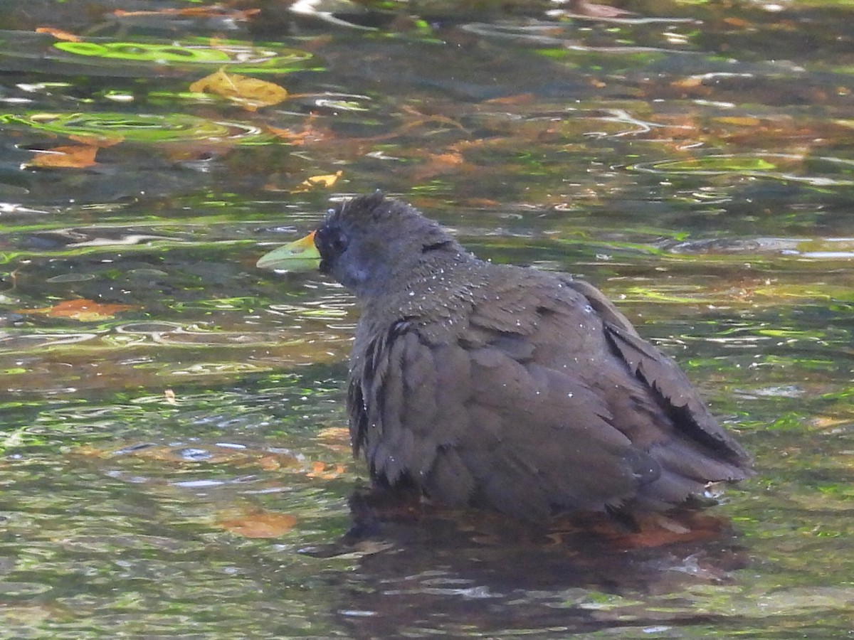 Pale-vented Bush-hen - ML624631320