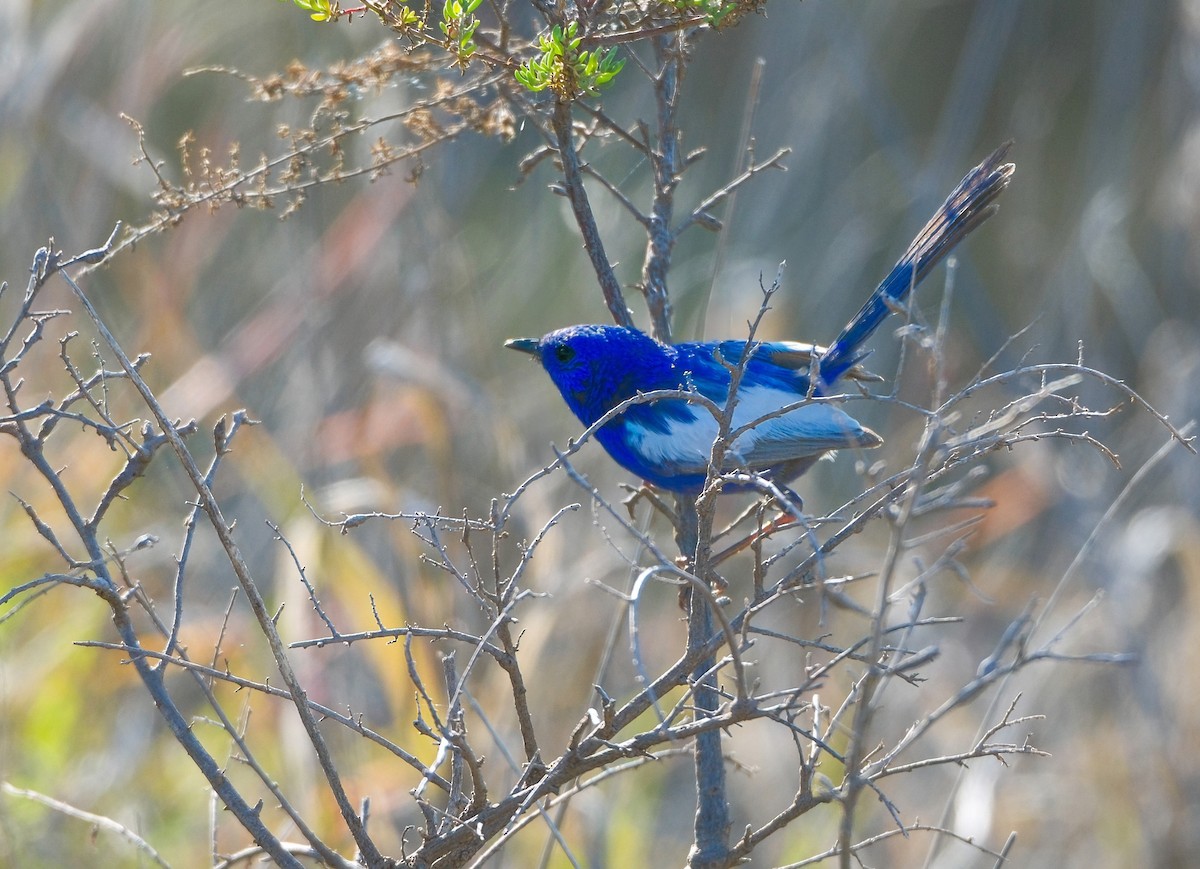 White-winged Fairywren - ML624631323