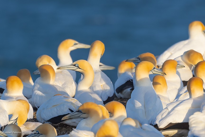 Cape Gannet - ML624631357