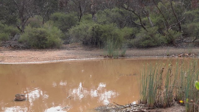 Australian Painted-Snipe - ML624631436