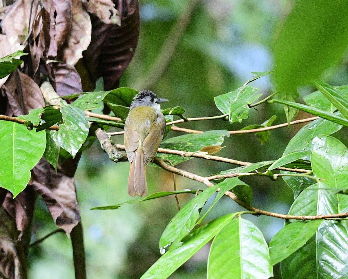 Yellow-bellied Bulbul - ML624631787