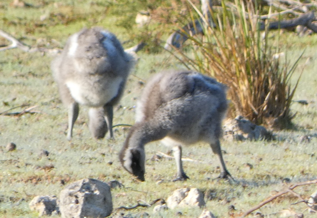 Cape Barren Goose - ML624631788