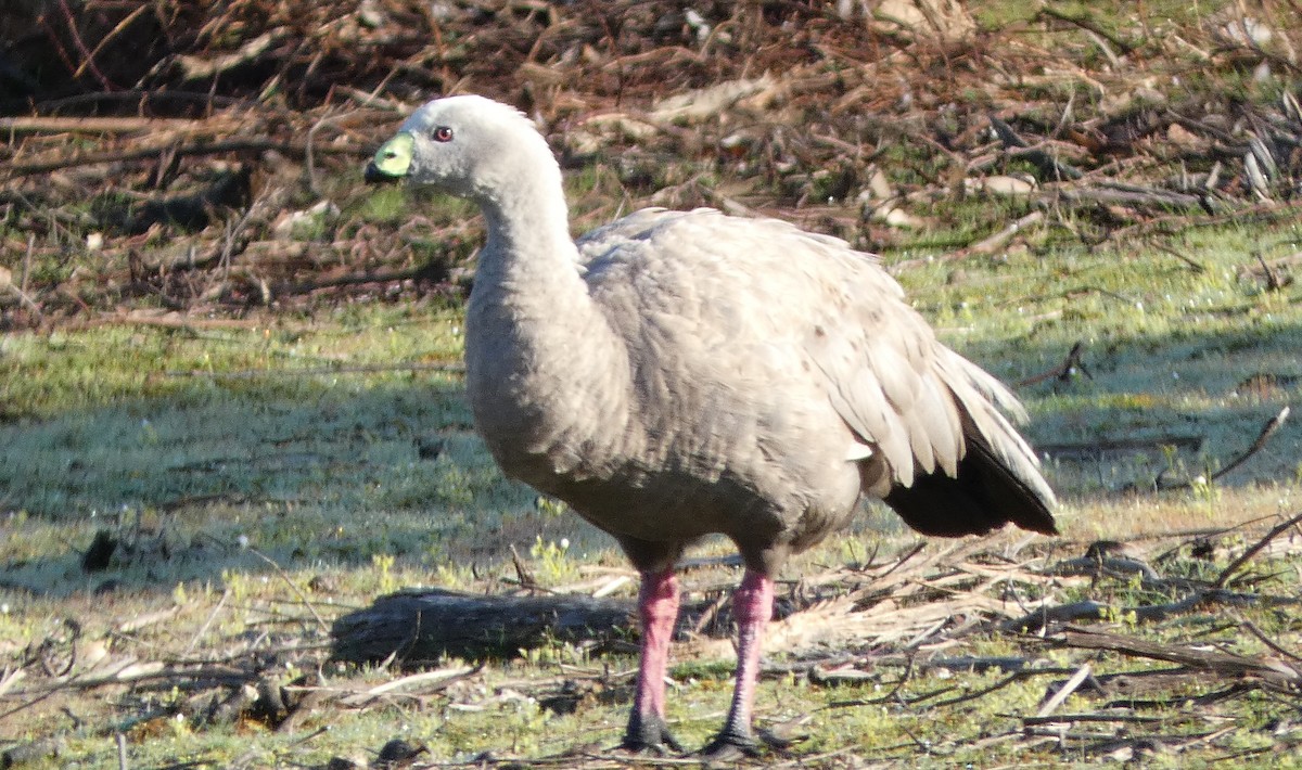 Cape Barren Goose - ML624631789