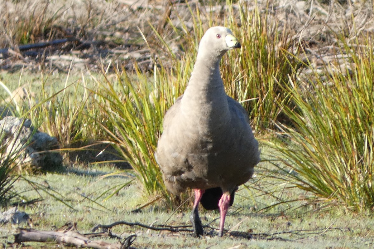 Cape Barren Goose - ML624631790