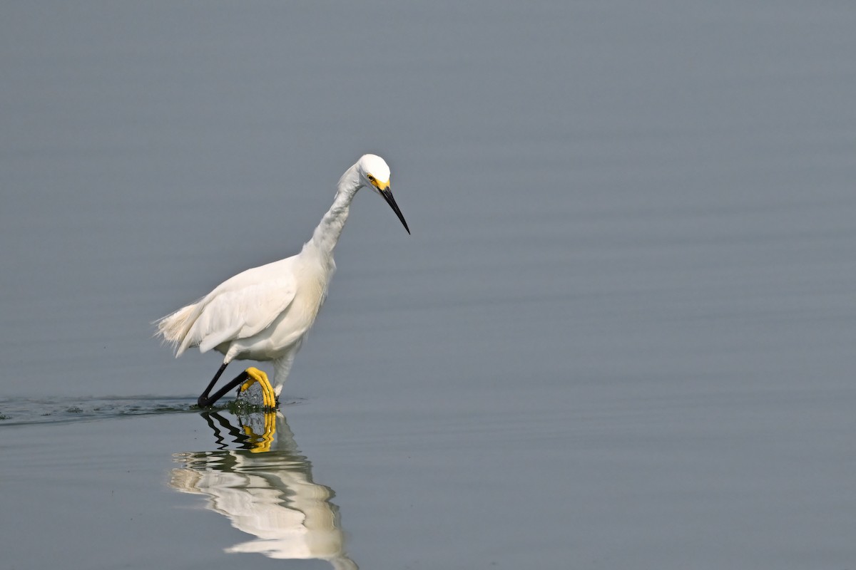Snowy Egret - ML624631837