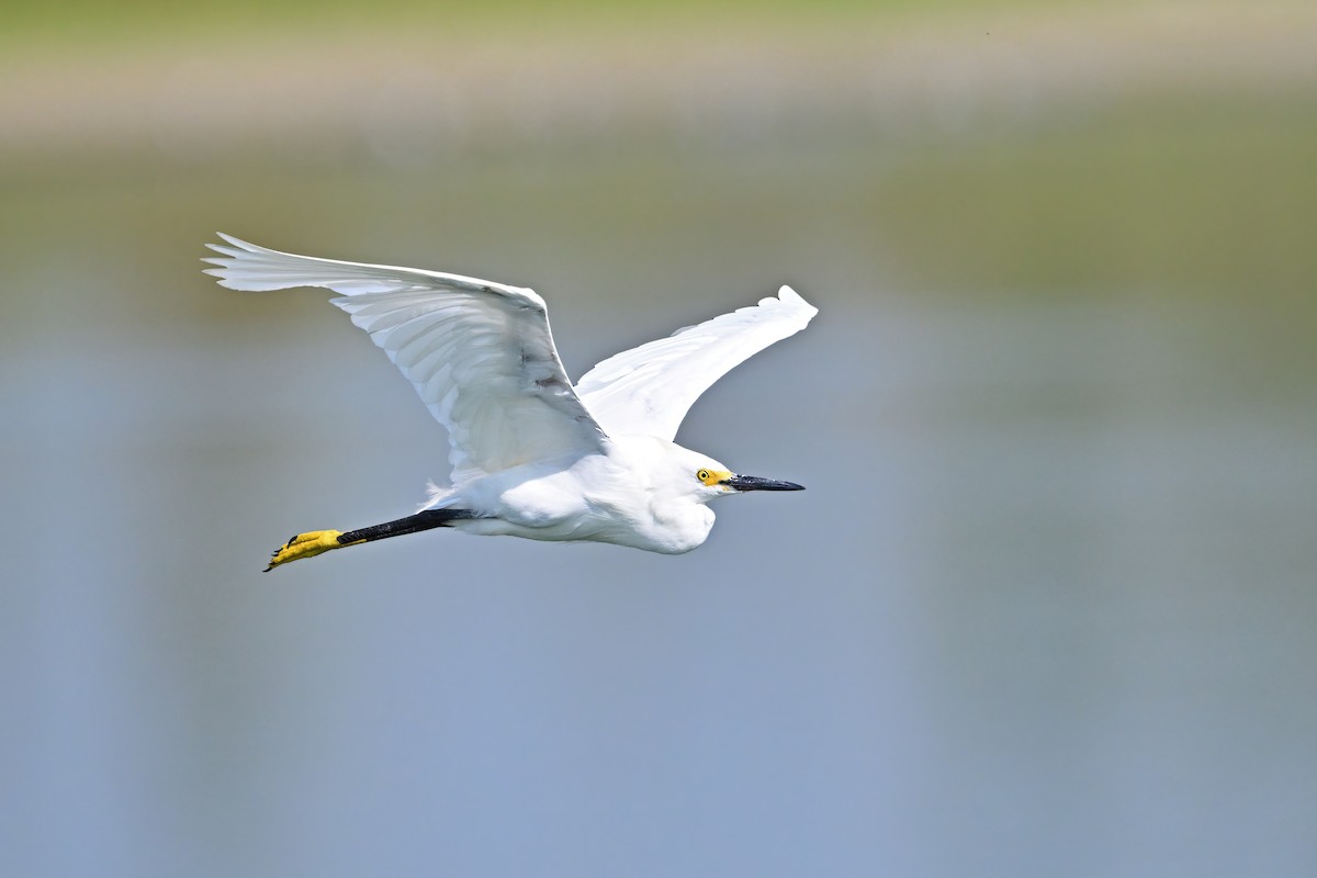 Snowy Egret - ML624631838