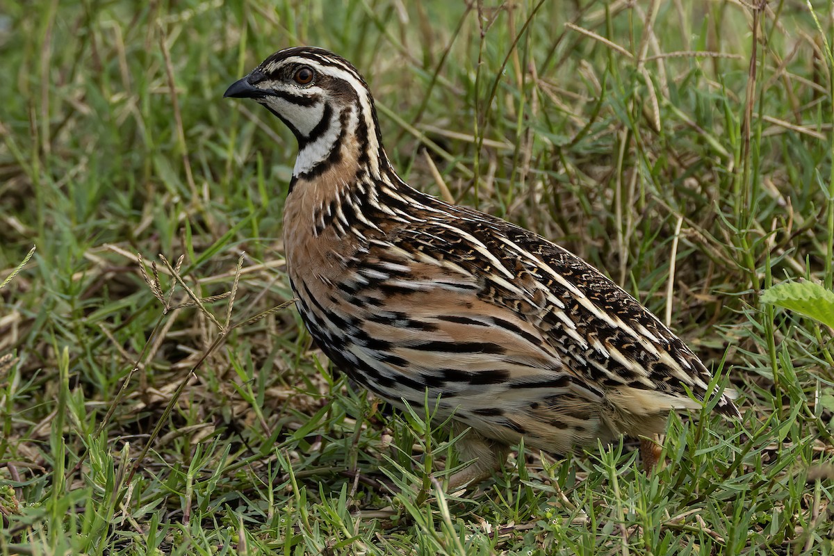 Rain Quail - ML624631936