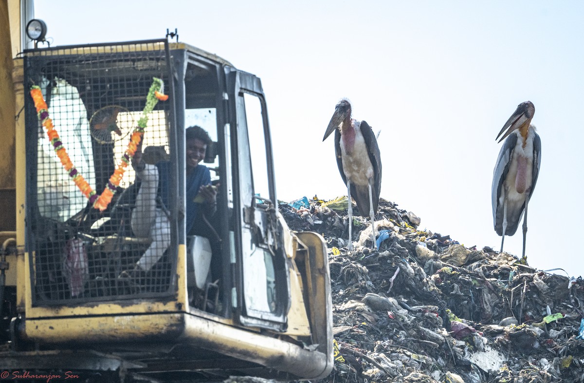 Argalamarabu - ML624631948