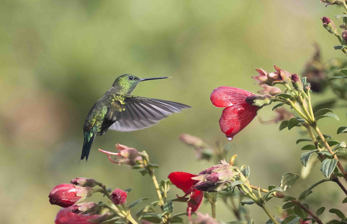 Black-thighed Puffleg - ML624631955