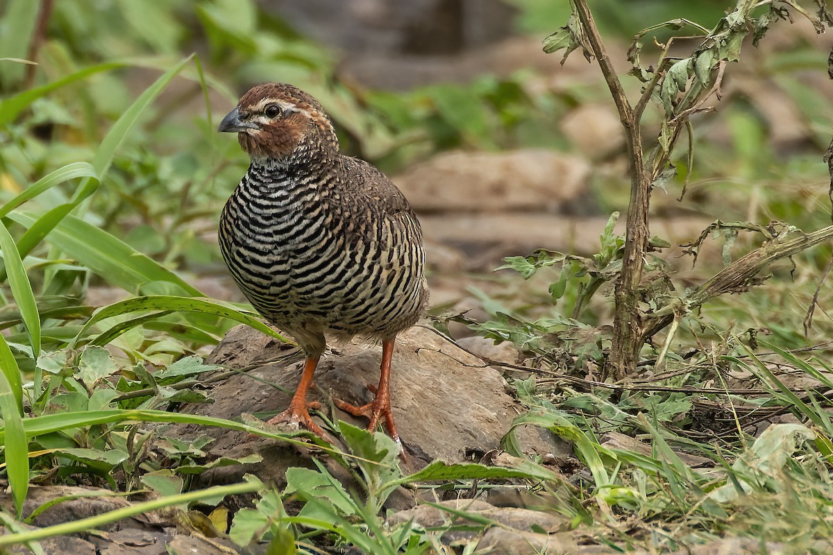 Rock Bush-Quail - ML624631968