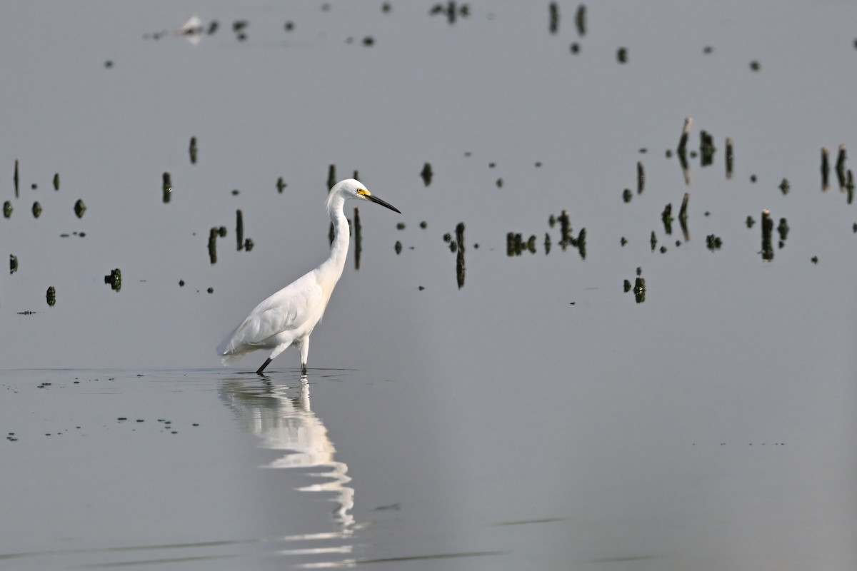 Snowy Egret - ML624631988