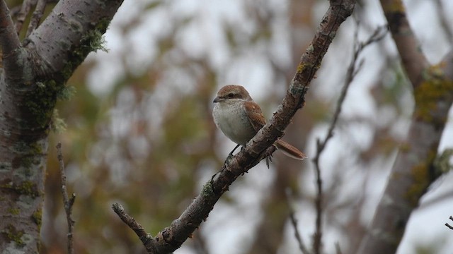 Antzandobi arrunta - ML624632004