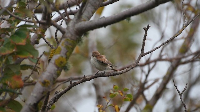 Antzandobi arrunta - ML624632009