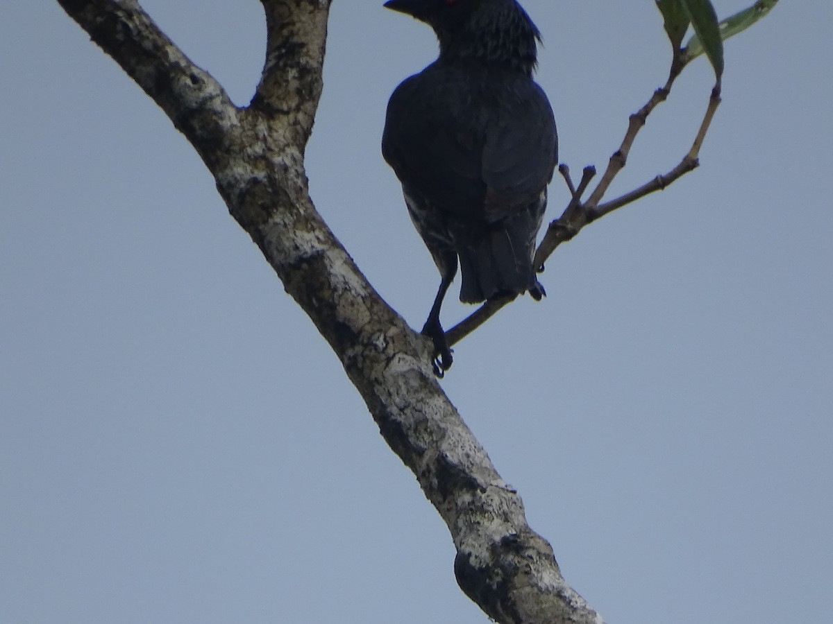 Asian Glossy Starling - ML624632027