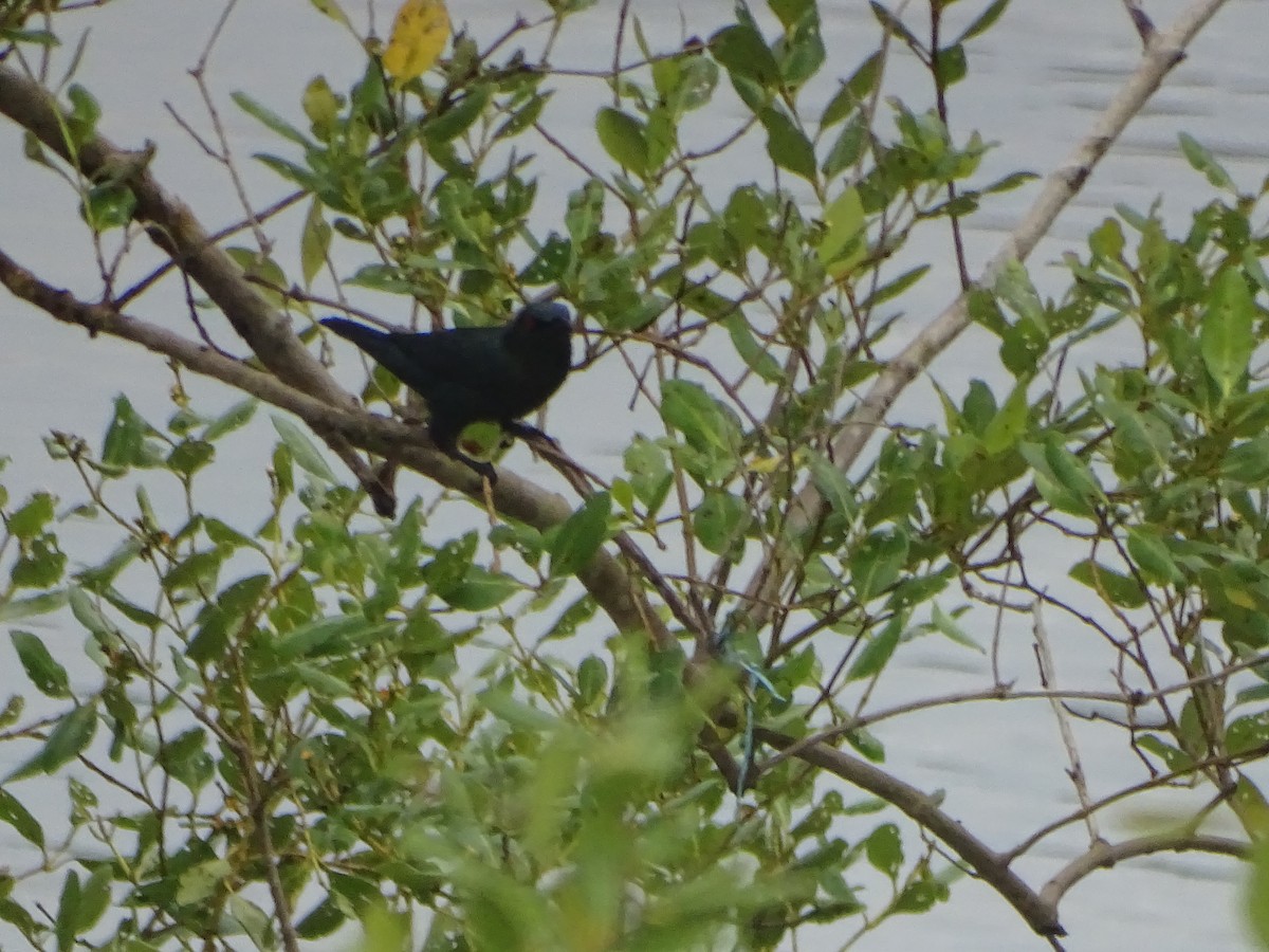 Asian Glossy Starling - ML624632028