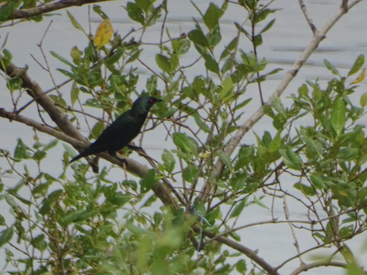 Asian Glossy Starling - ML624632030