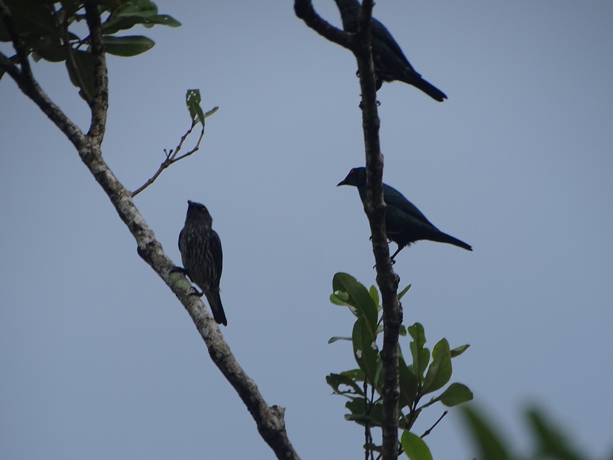 Asian Glossy Starling - ML624632031