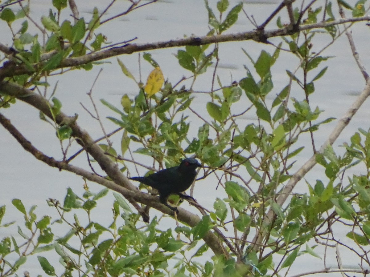 Asian Glossy Starling - ML624632032