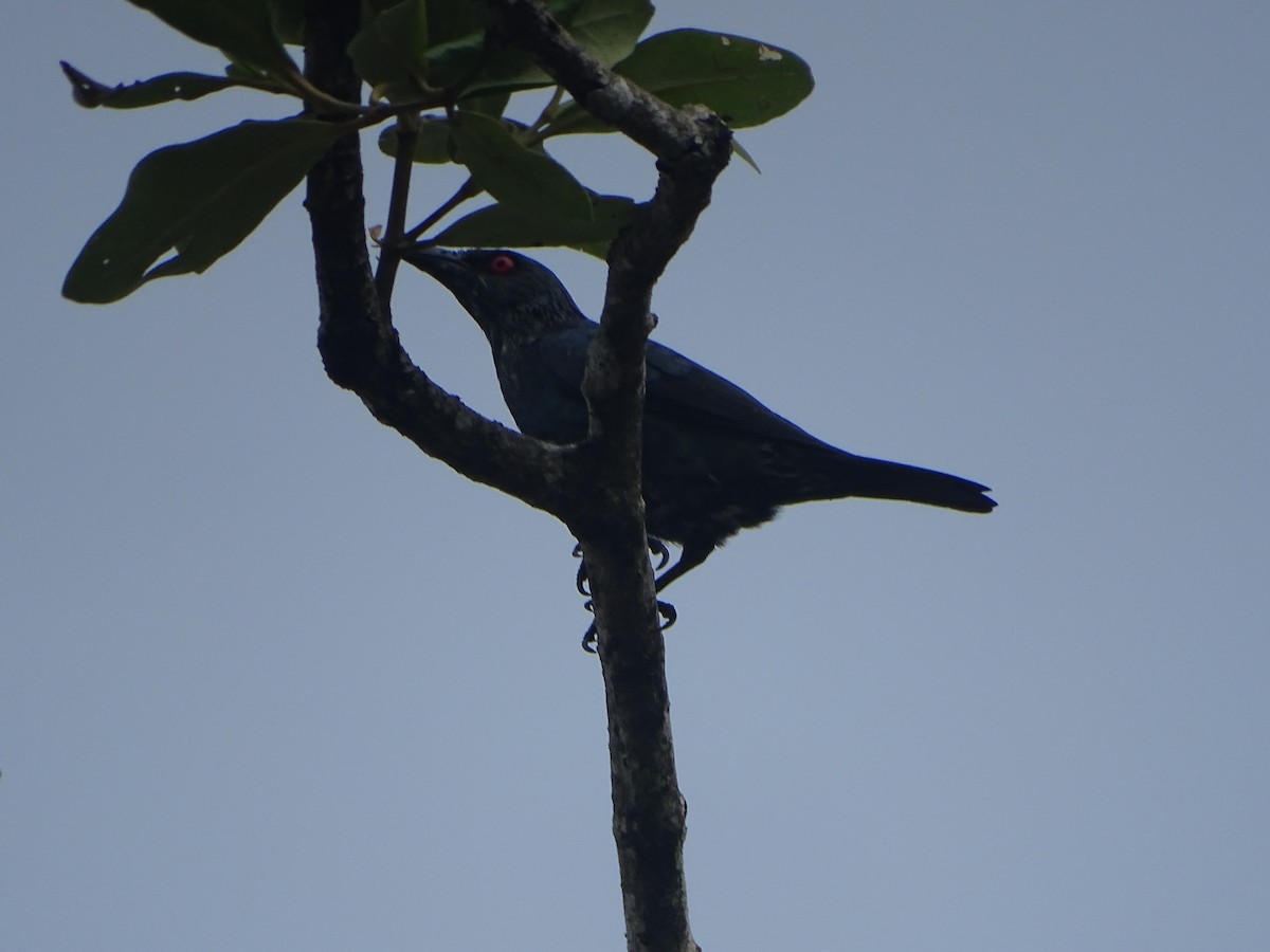 Asian Glossy Starling - ML624632033