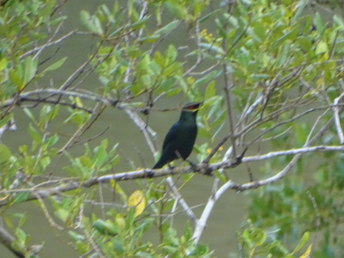 Asian Glossy Starling - ML624632034