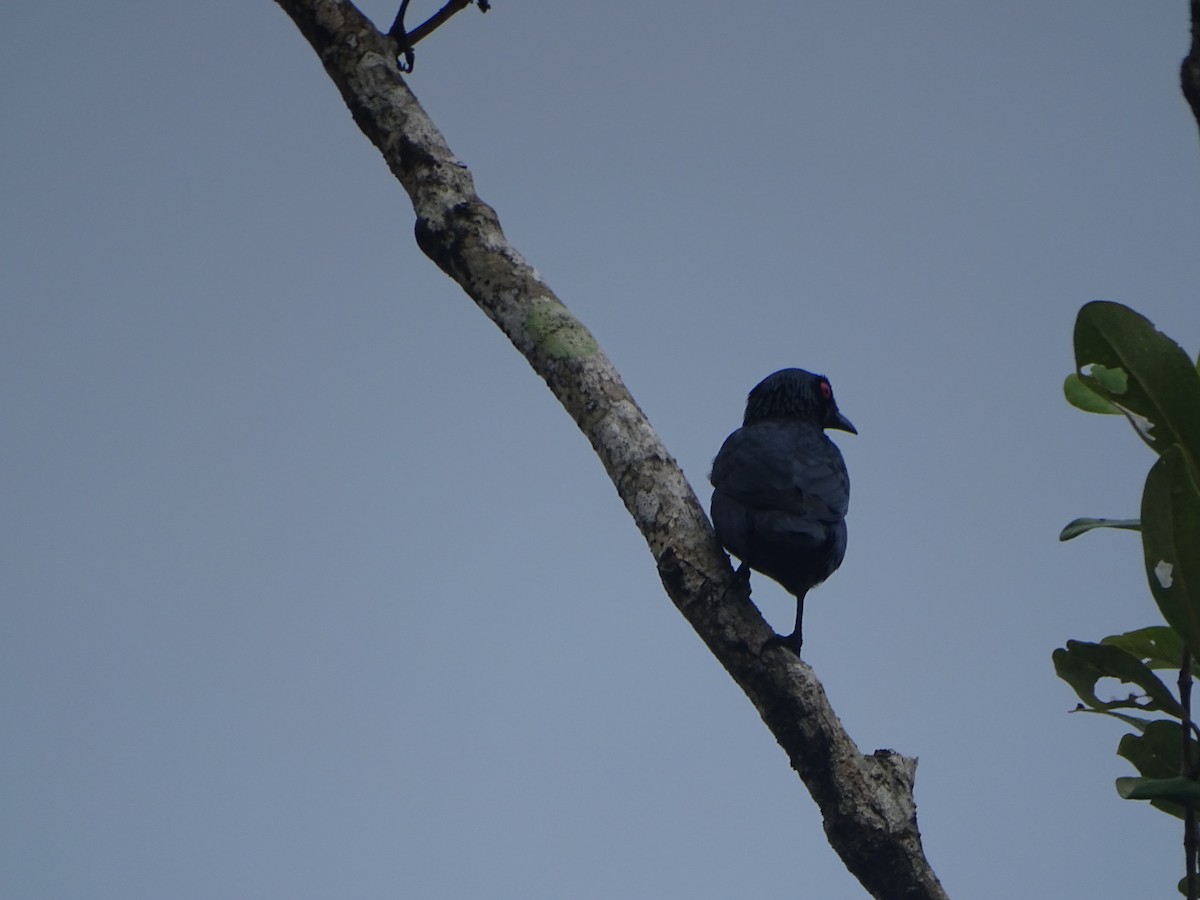 Asian Glossy Starling - ML624632035