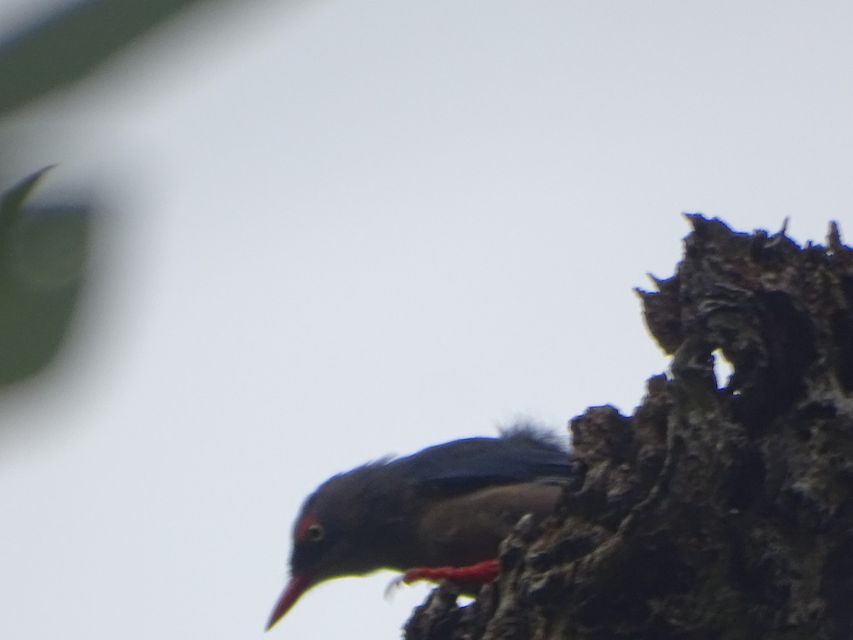 Velvet-fronted Nuthatch - ML624632041