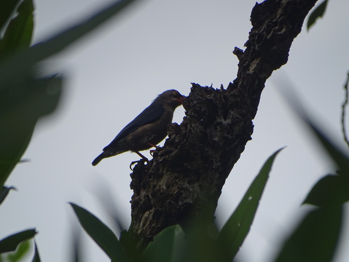 Velvet-fronted Nuthatch - ML624632042