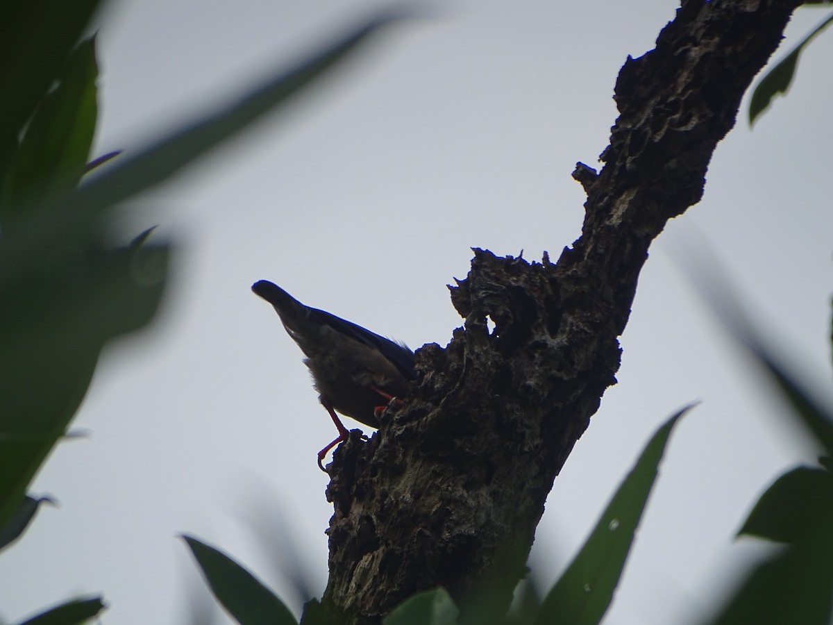 Velvet-fronted Nuthatch - ML624632043