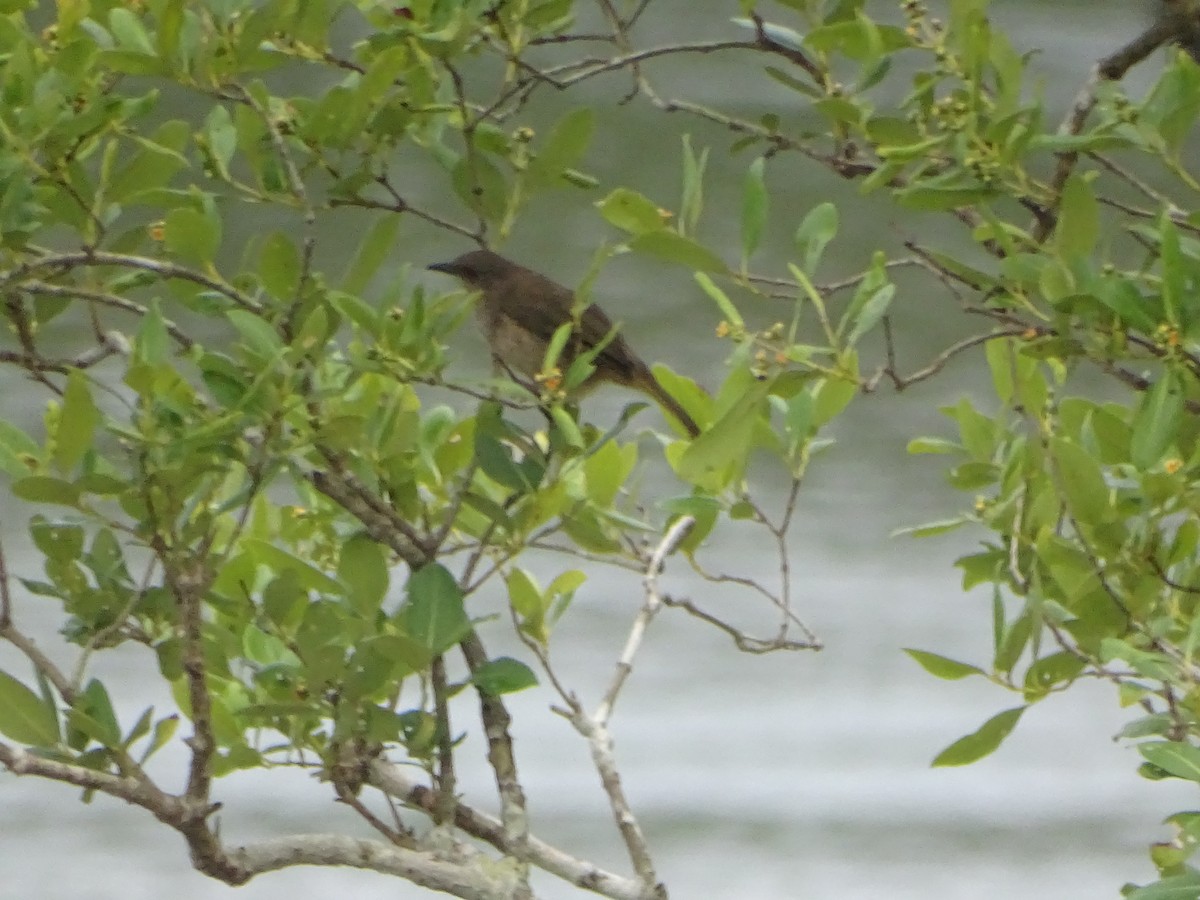 Red-eyed Bulbul - ML624632052