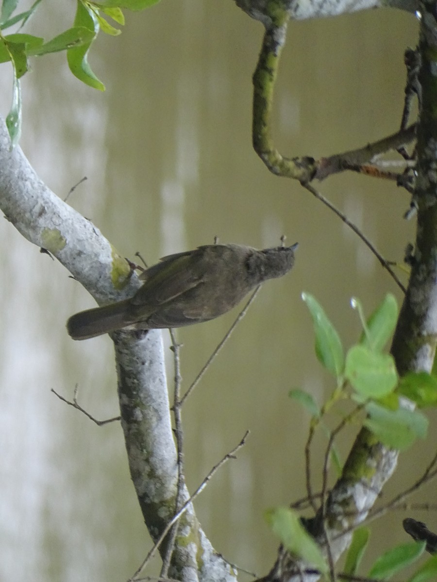 Olive-winged Bulbul - ML624632053