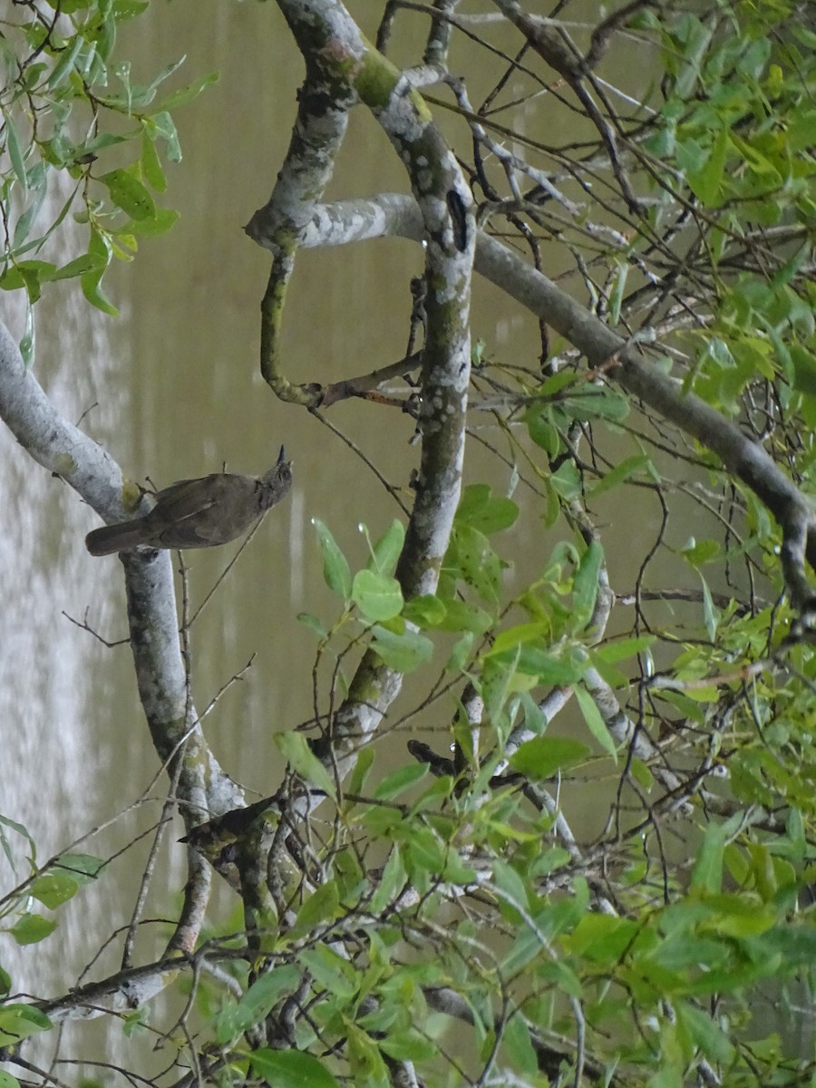 Olive-winged Bulbul - ML624632054