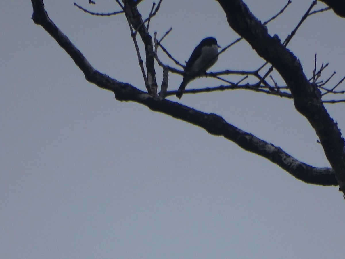 Black-winged Flycatcher-shrike - ML624632056