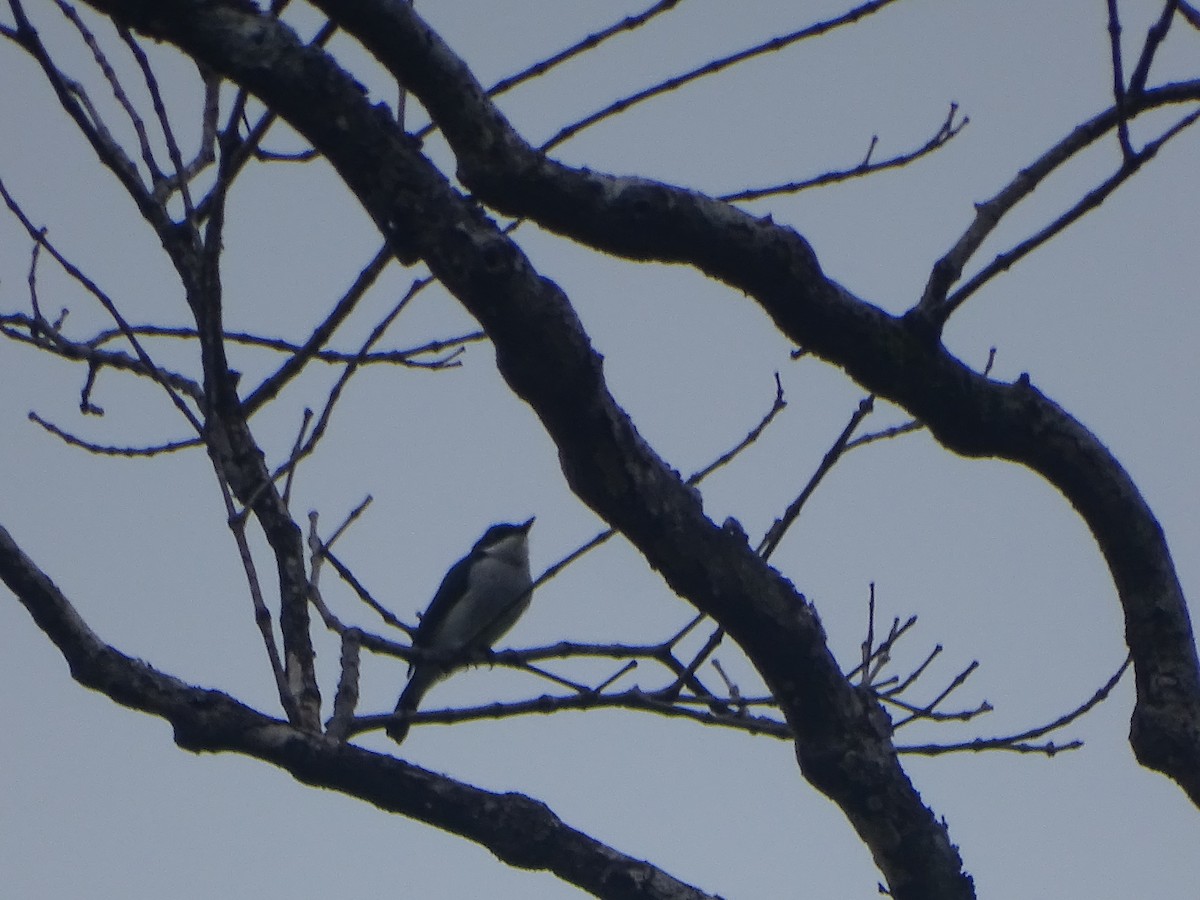 Black-winged Flycatcher-shrike - ML624632057