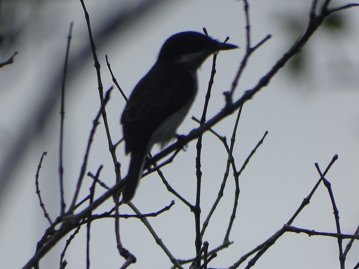 Black-winged Flycatcher-shrike - ML624632058