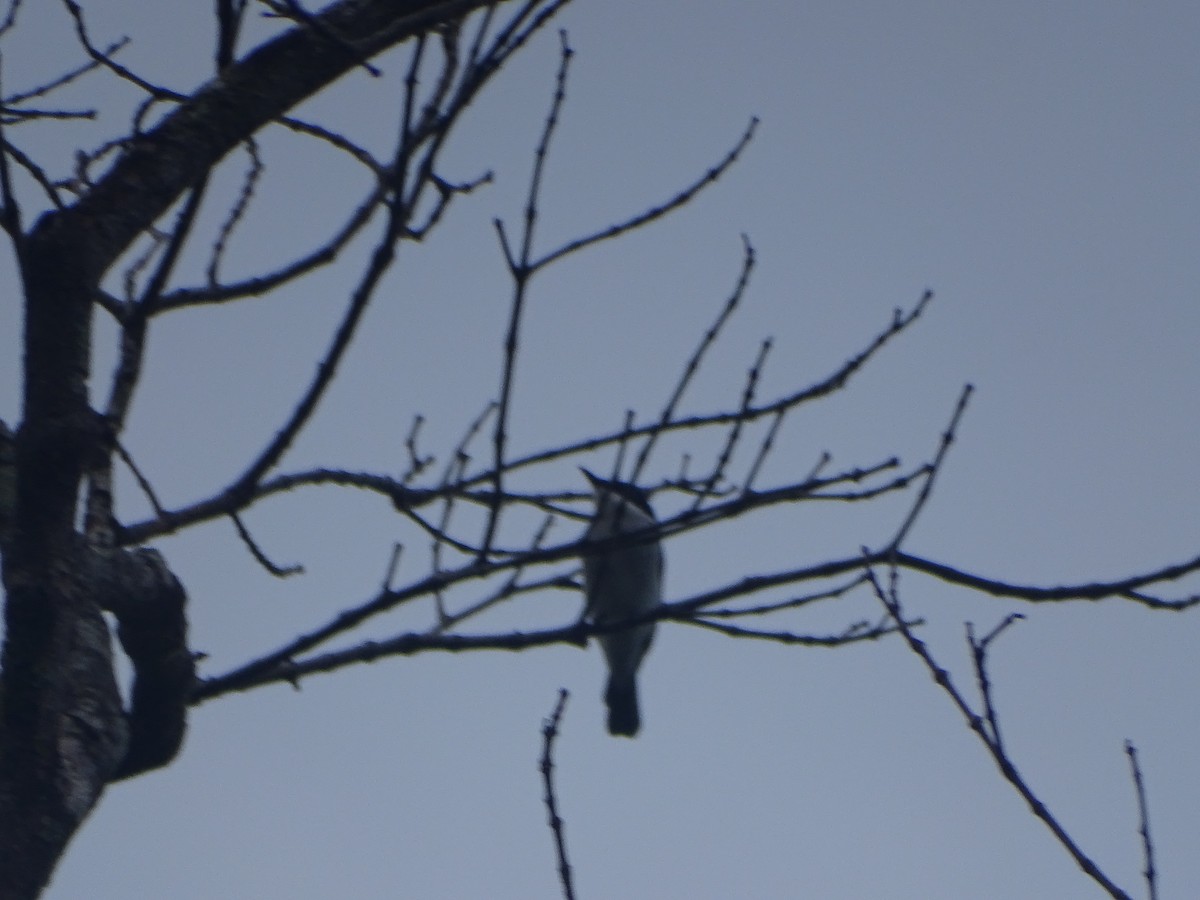 Black-winged Flycatcher-shrike - ML624632059