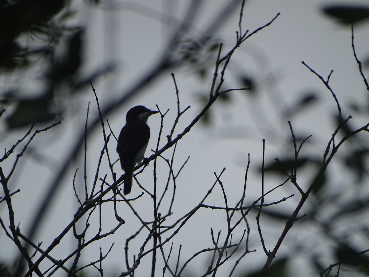 Black-winged Flycatcher-shrike - ML624632060