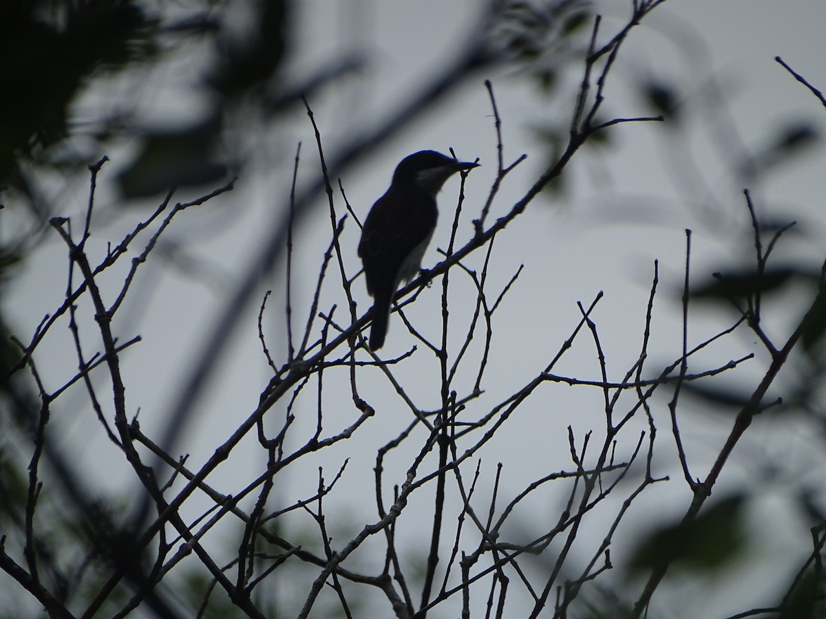 Black-winged Flycatcher-shrike - ML624632061