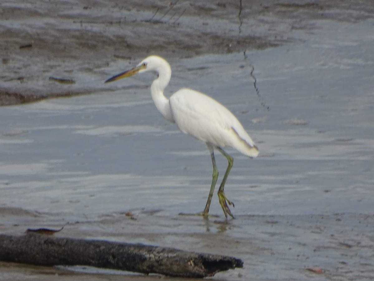 Chinese Egret - ML624632069