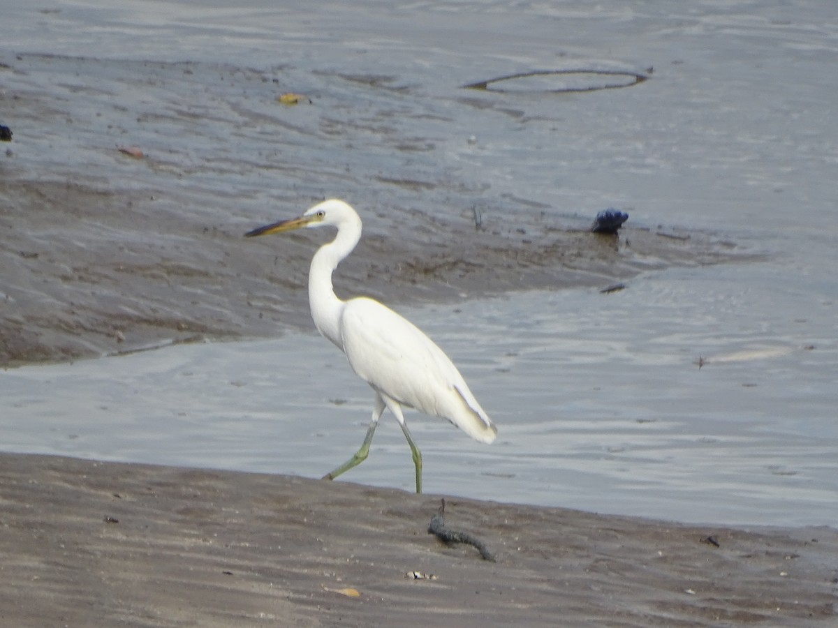 Chinese Egret - ML624632070