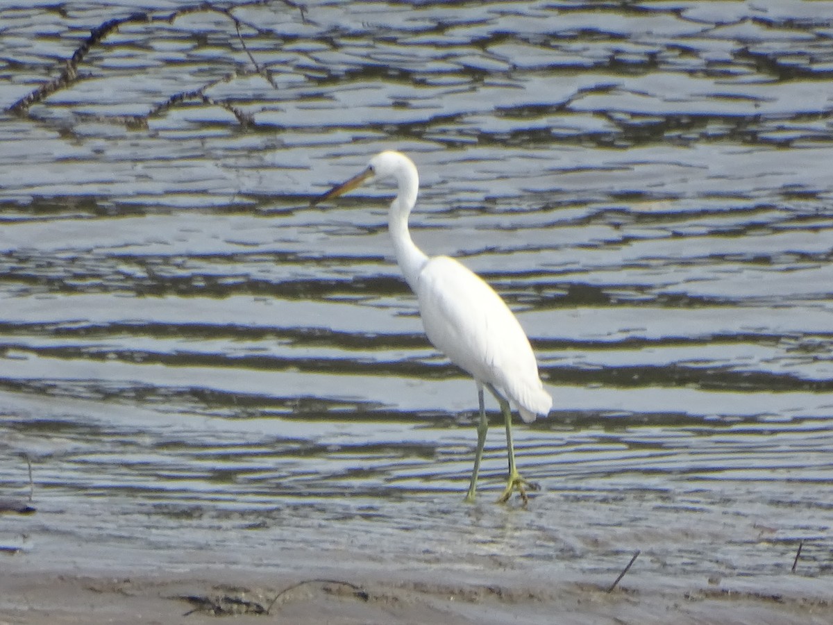 Chinese Egret - ML624632071