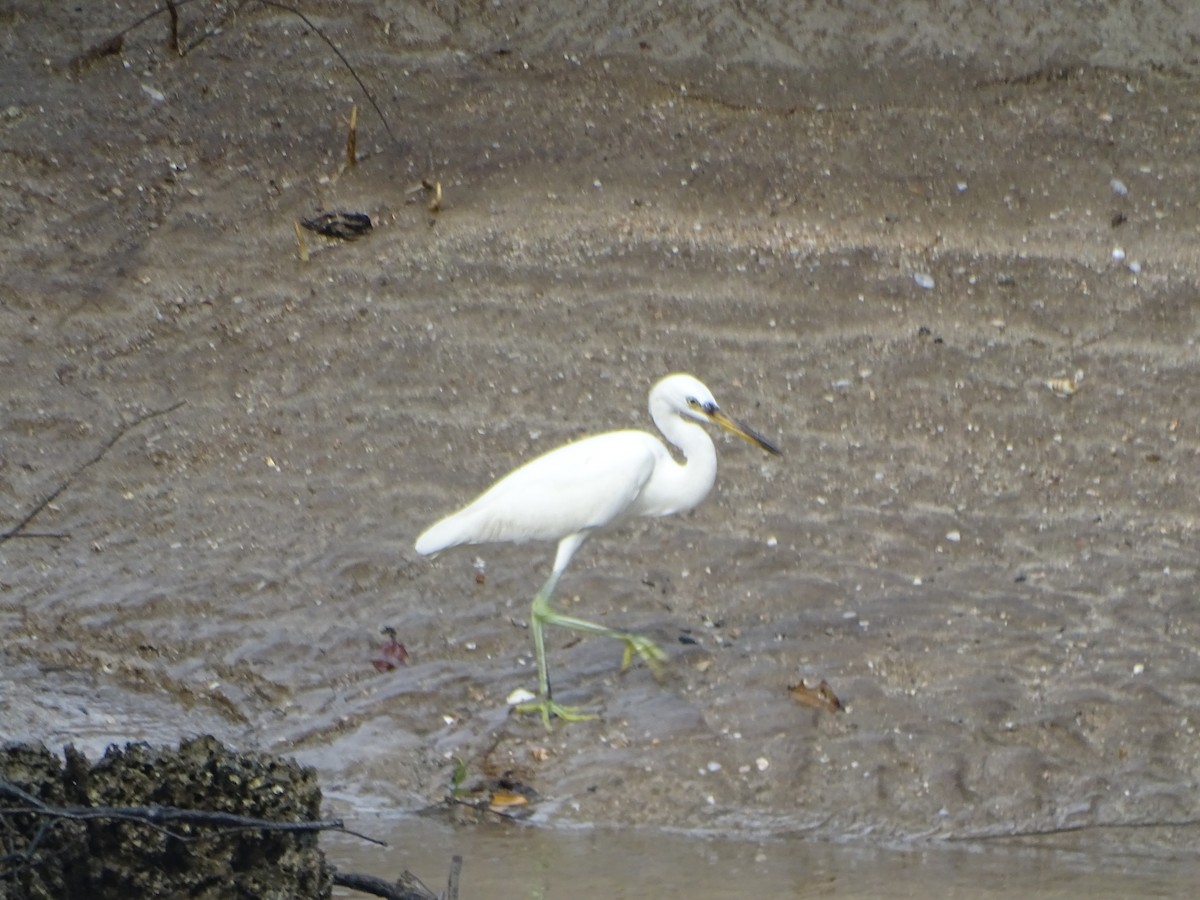 Chinese Egret - ML624632072