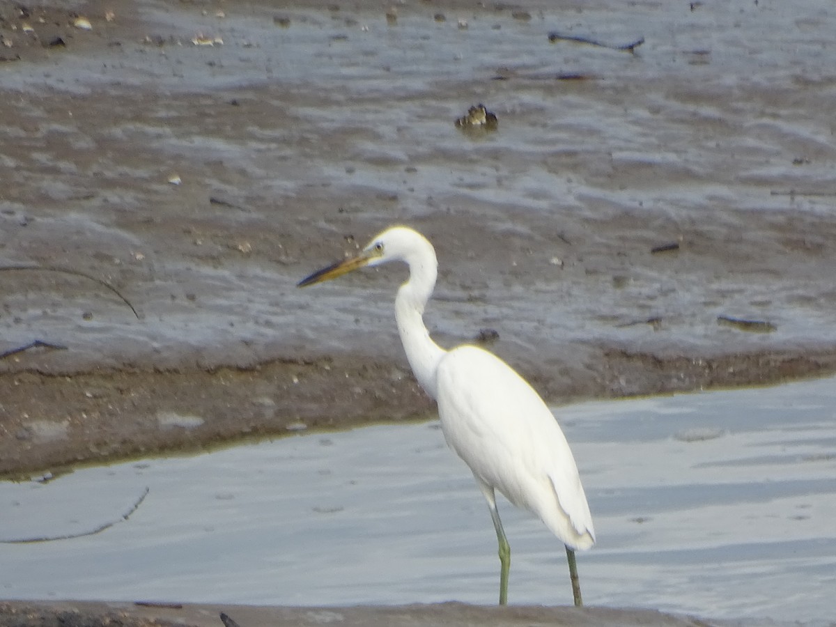 Chinese Egret - ML624632073