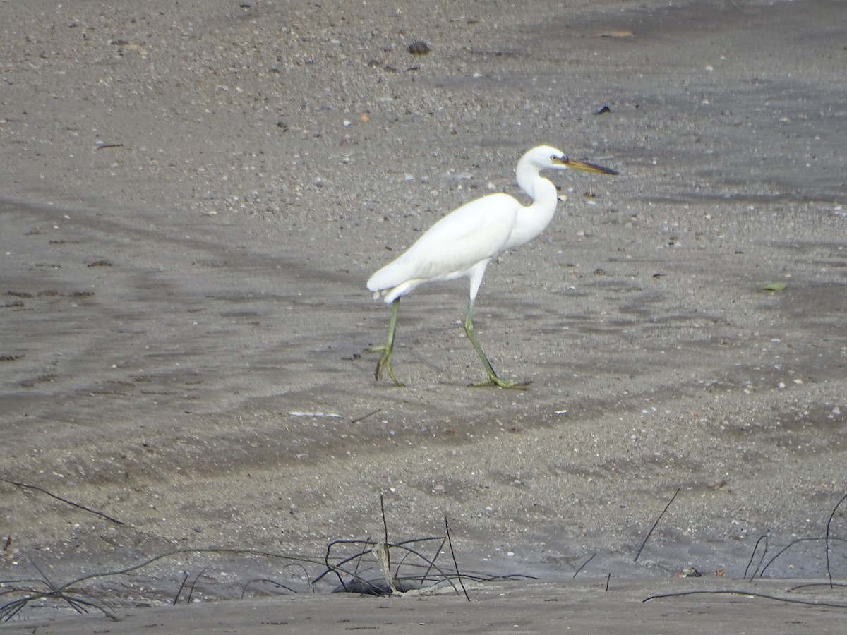 Chinese Egret - ML624632074